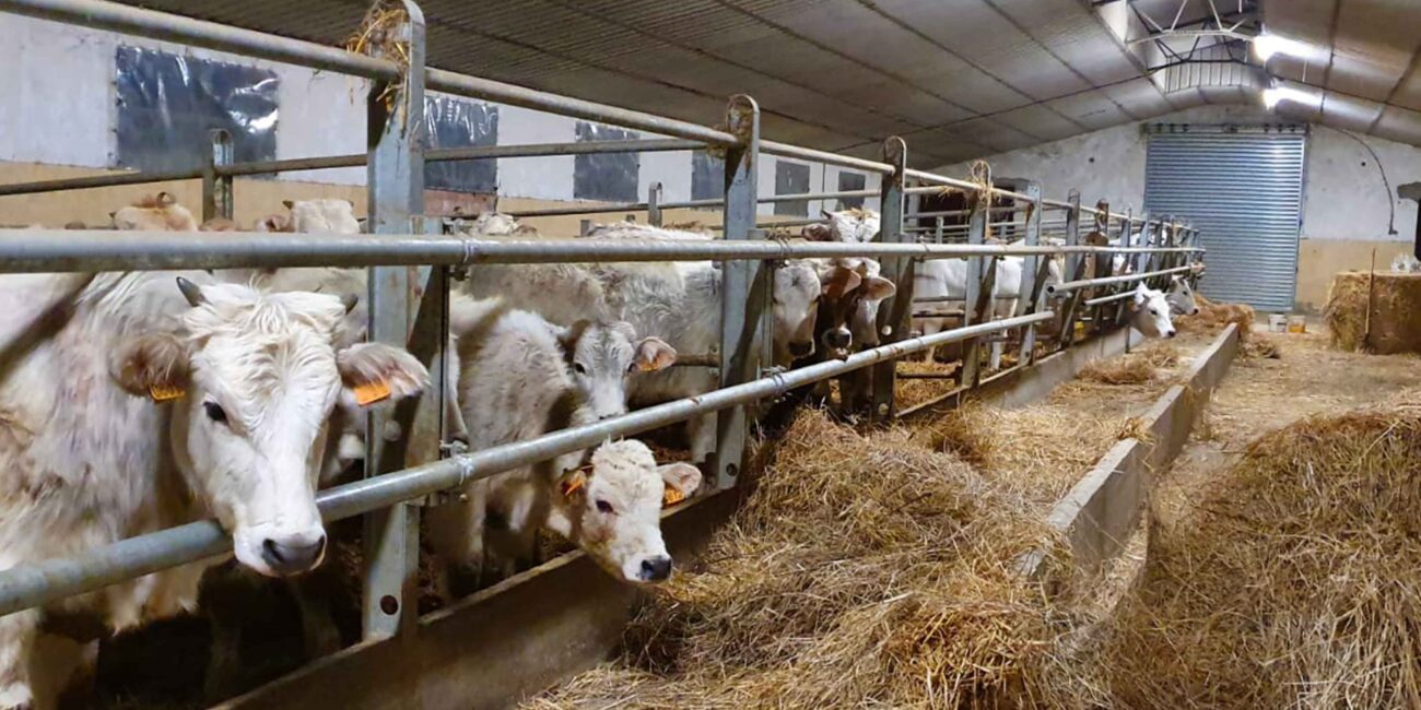 Sistema di abbeveraggio per animali