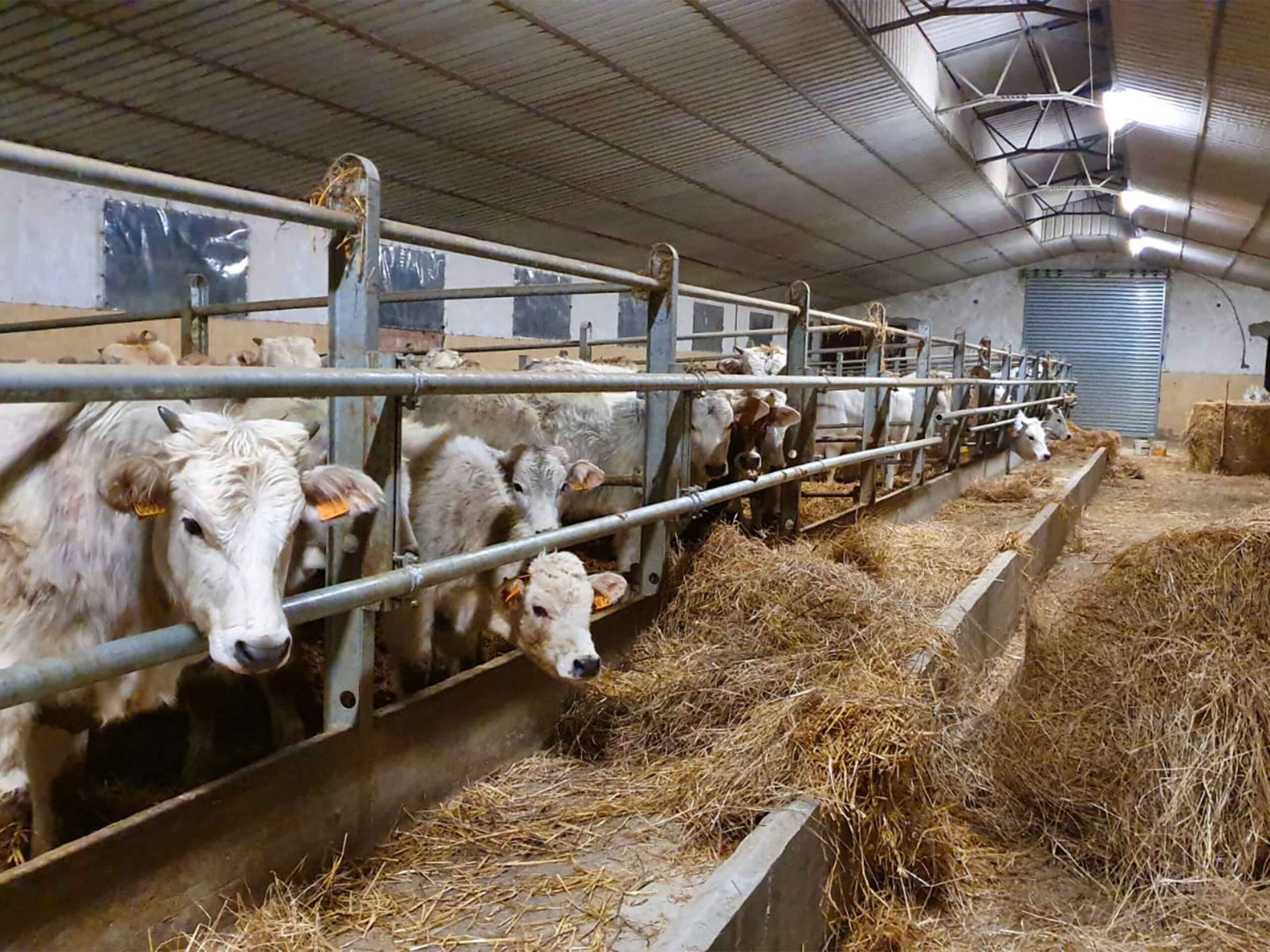 Sistema di abbeveraggio per animali